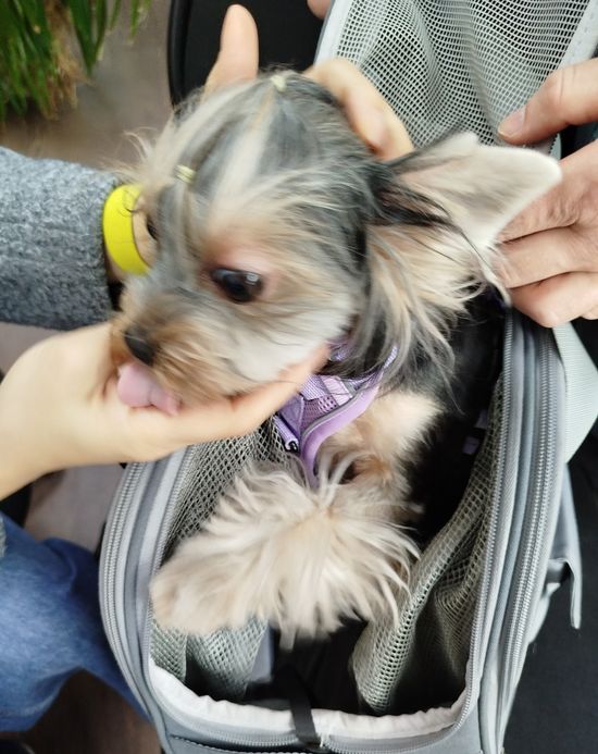 Фото Россельхознадзора по Хакасии и Туве